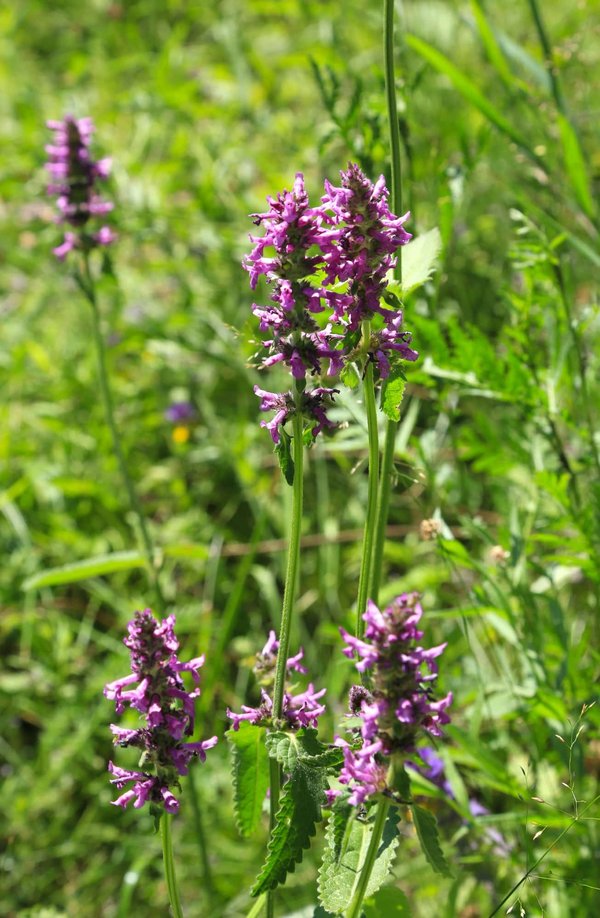 Quelles sont les différentes formes de consommation de plantes médicinales?