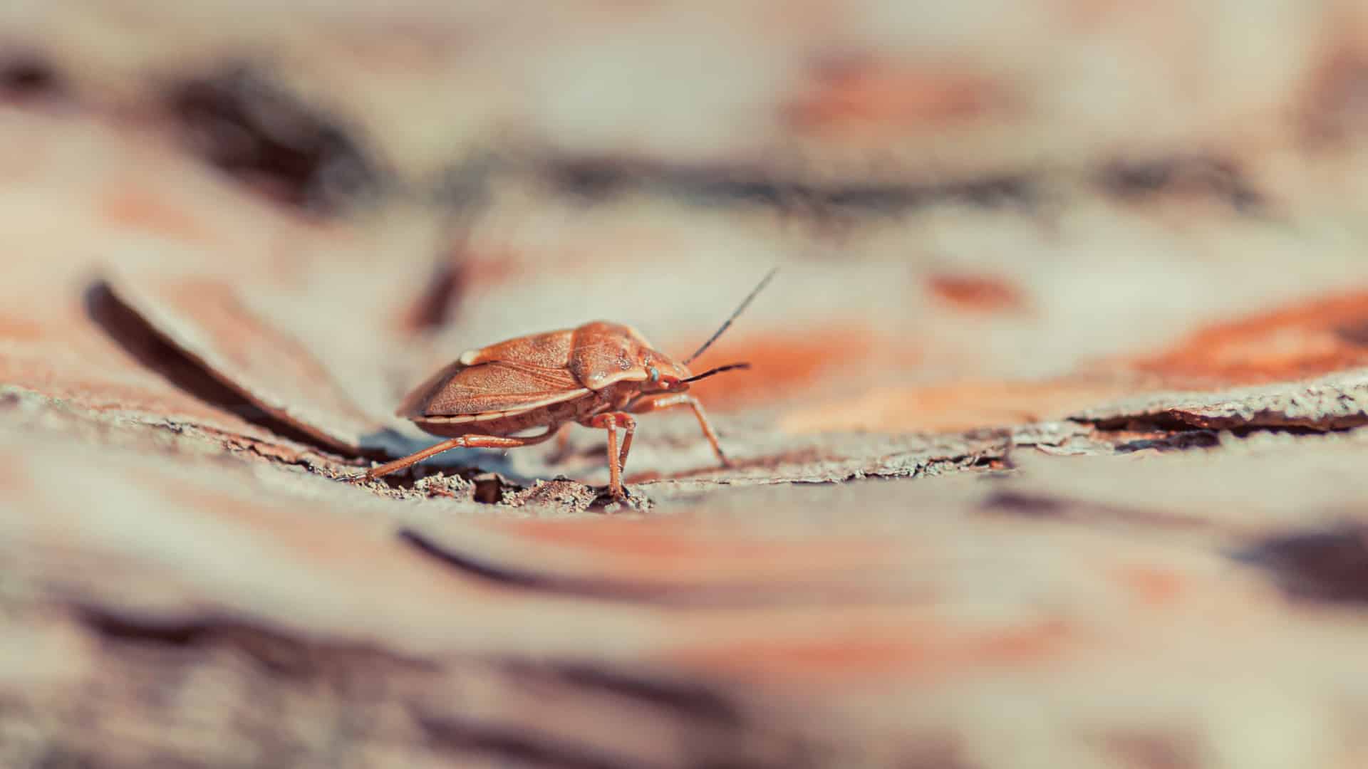 Service de désinsectisation à Mulhouse : découvrez les meilleurs conseils !